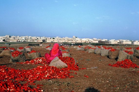 Femme_et_recolte_poivrons_Syrie 1980