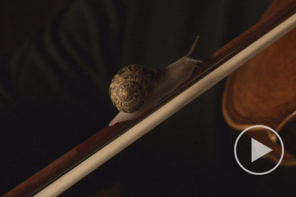 SNAIL_1.50.1