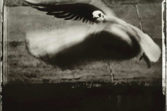 La mouette, 1998
© Sarah Moon